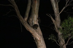 Trichosurus vulpecula fuliginosus