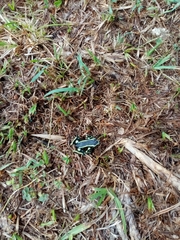 Dendrobates truncatus