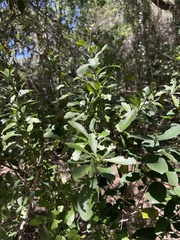 Gymnosporia buxifolia