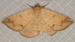 Ericeia inangulata