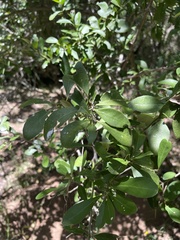 Gymnosporia buxifolia