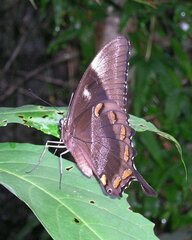 Papilio ulysses