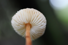 Lepiota castanea
