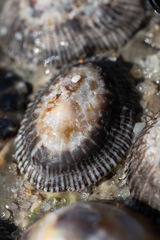 Siphonaria pectinata