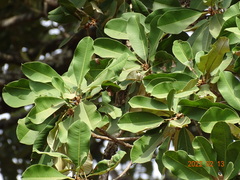 Manilkara obovata