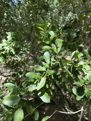 Gymnosporia buxifolia