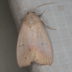 Exophyla multistriata