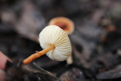 Lepiota castanea