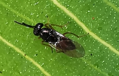 Apocrita