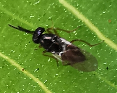 Apocrita