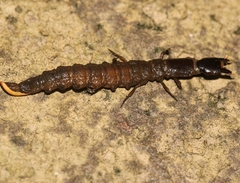 Corydalidae