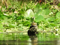 Pseudemys peninsularis