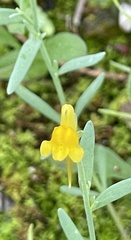 Linaria munbyana