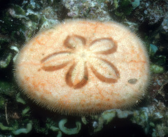 Clypeaster humilis