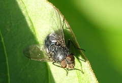 Calliphora