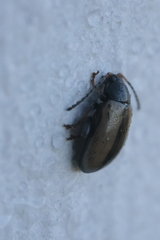 Phyllotreta armoraciae