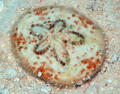 Clypeaster