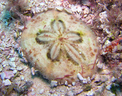 Clypeaster