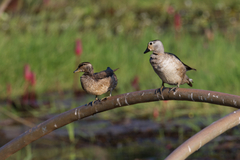Nettapus coromandelianus