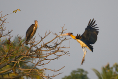 Leptoptilos javanicus