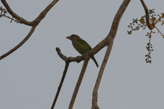 Psilopogon viridis