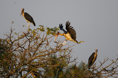 Leptoptilos javanicus