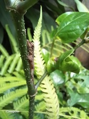 Anolis aeneus