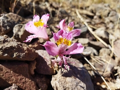 Alstroemeria pallida