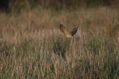 Accipiter