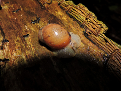Megalobulimus oblongus