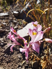 Alstroemeria pallida