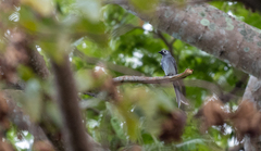 Dicrurus leucophaeus