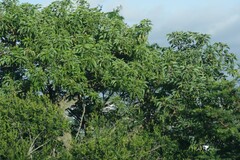 Phytolacca dioica