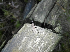 Charagmus gressorius