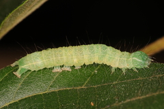 Exophyla multistriata