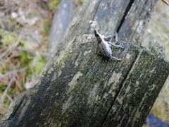 Charagmus gressorius