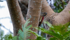 Chrysocolaptes haematribon