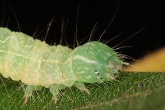 Exophyla multistriata