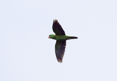 Tanygnathus lucionensis