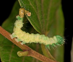 Exophyla multistriata