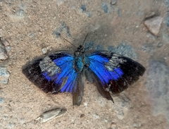 Arhopala