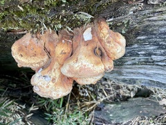 Laetiporus montanus