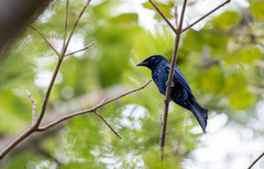 Dicrurus balicassius