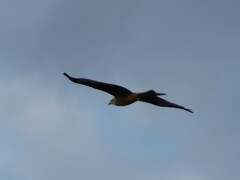 Milvus milvus