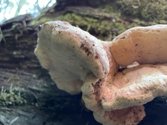 Laetiporus montanus