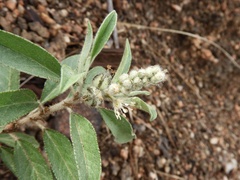 Croton serratifolius