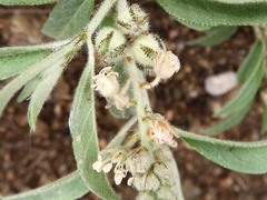 Croton serratifolius