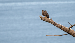 Spilornis holospilus