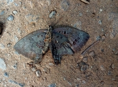 Arhopala