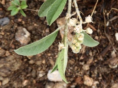 Croton serratifolius